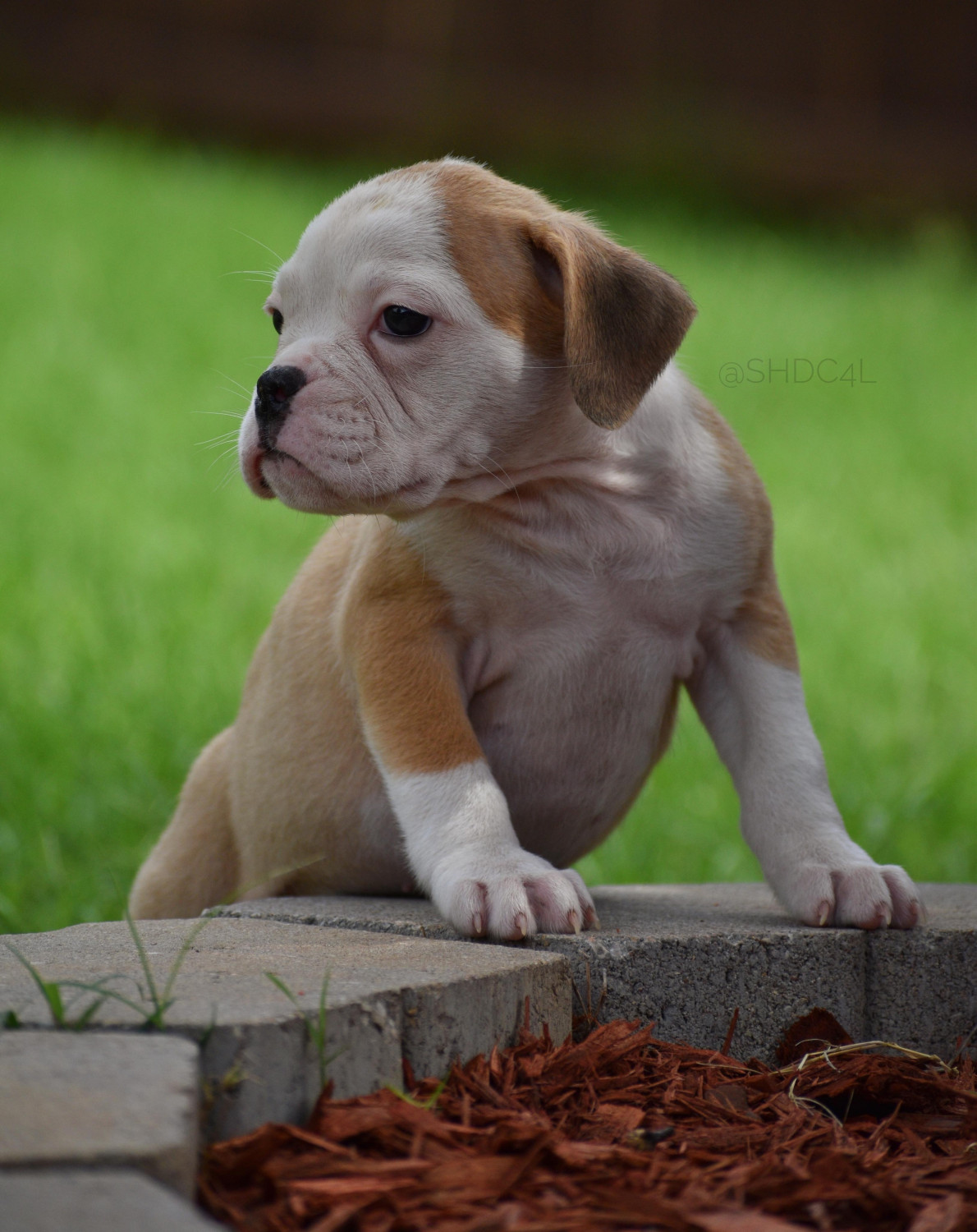 Olde English Bulldogge Puppies For Sale Fort Worth, TX