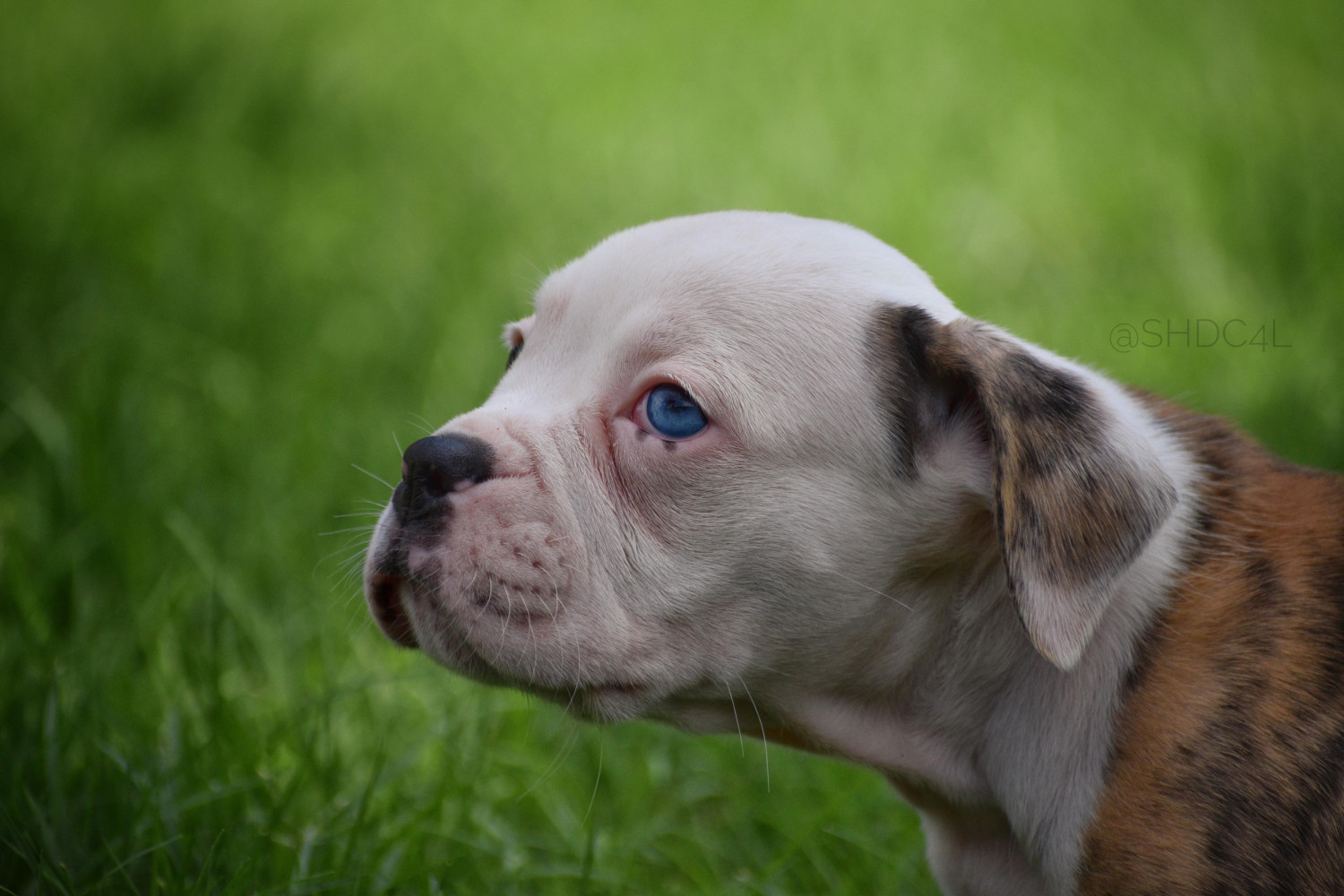Olde English Bulldogge Puppies For Sale Fort Worth, TX