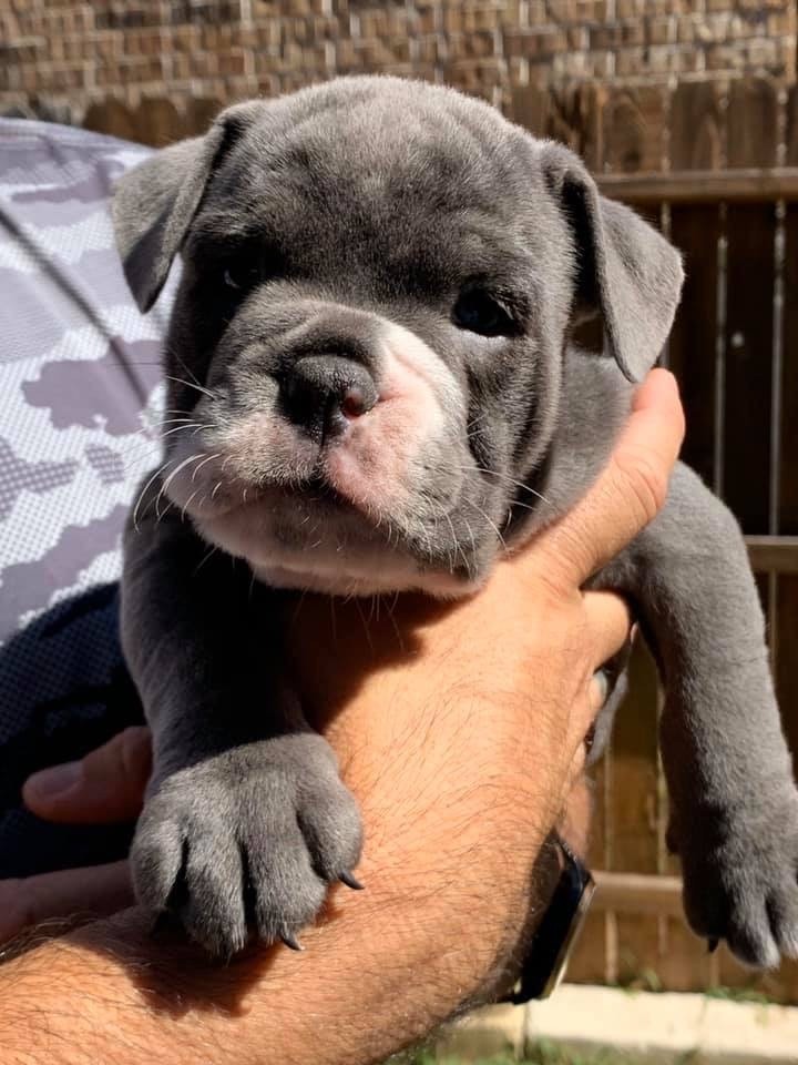 Olde English Bulldogge Puppies For Sale | San Antonio, TX ...