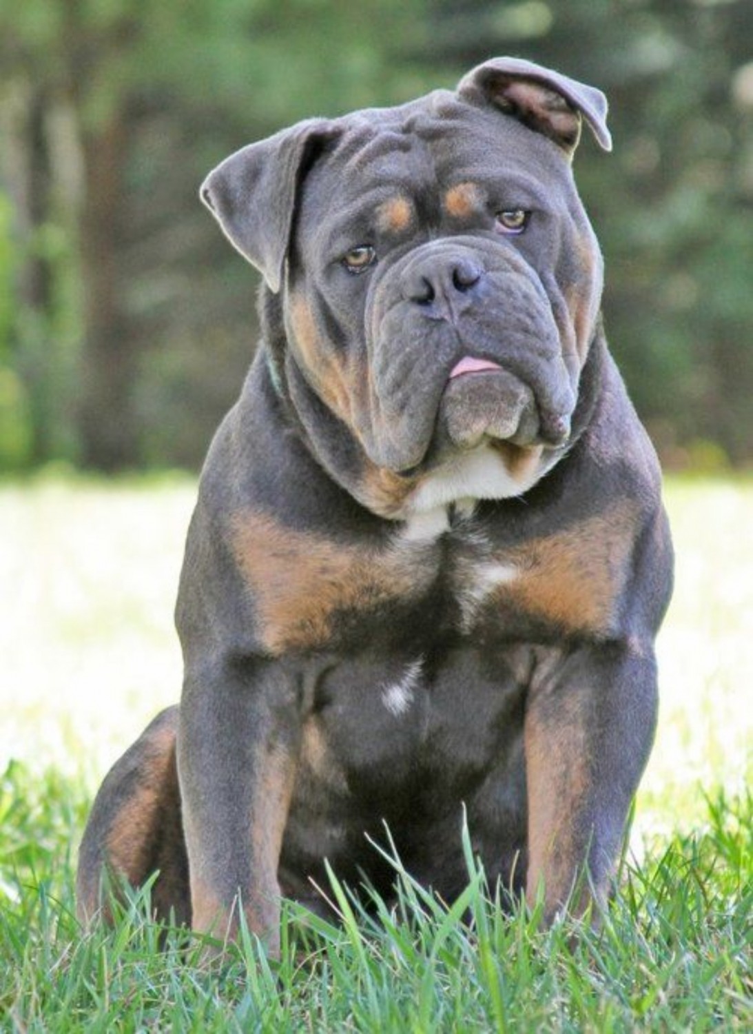 olde english bulldogge colors red brindle