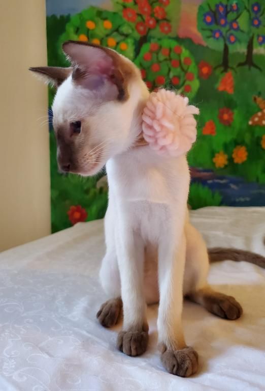 Oriental Shorthair Cats For Sale New York, NY 374204
