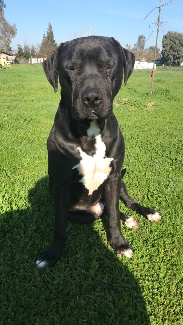 Other Puppies For Sale Fresno, CA 322363 Petzlover