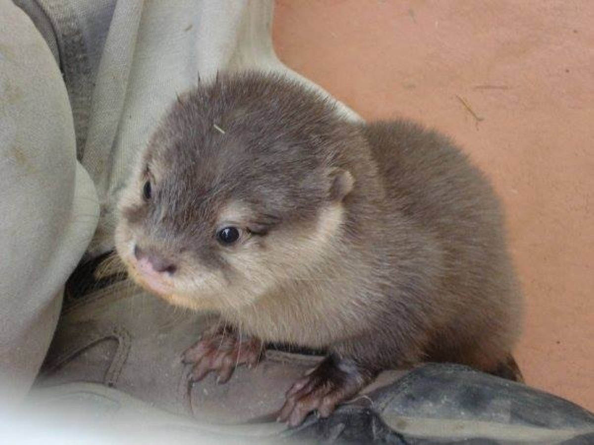 Asian small clawed otter breeders