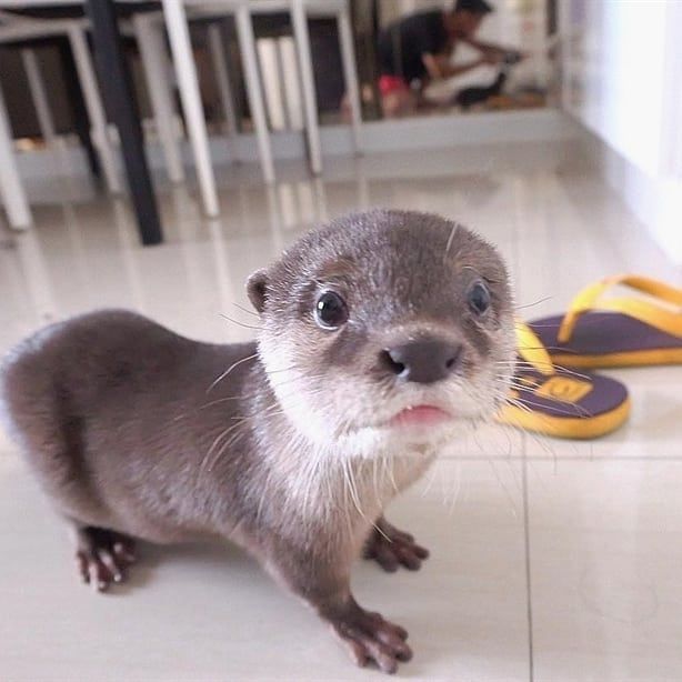 breeders otter Asian clawed small