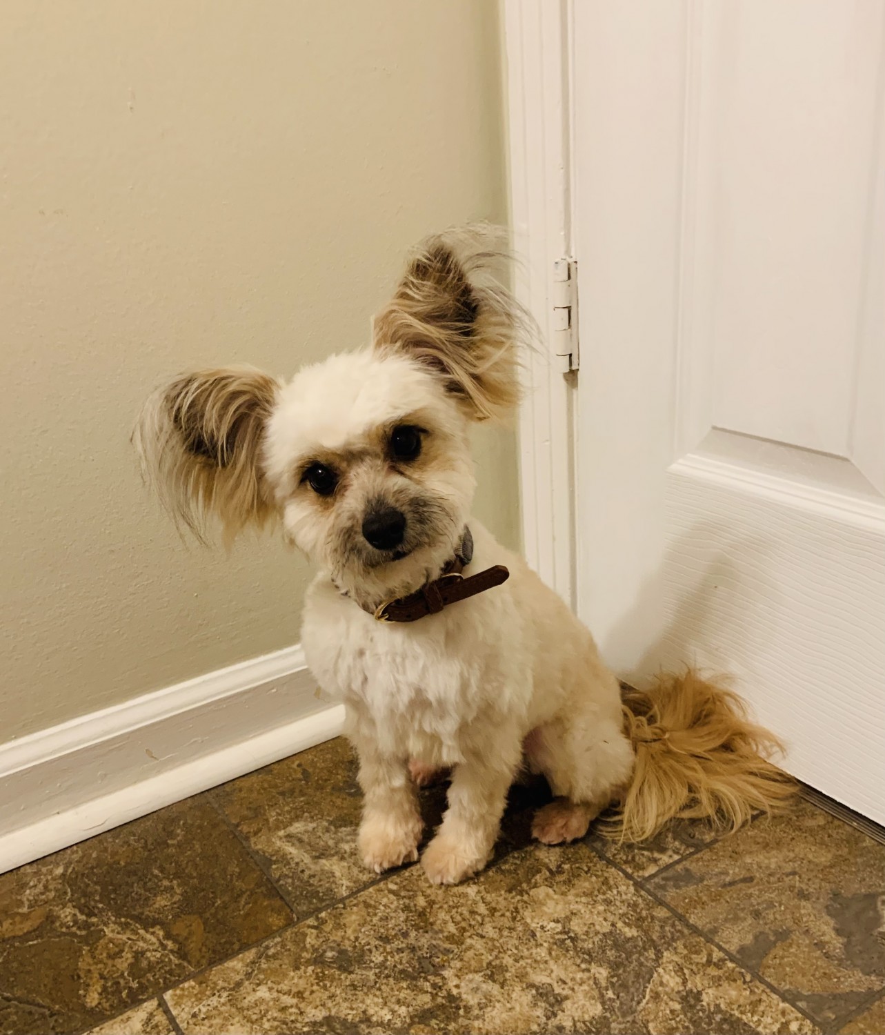 Papillon For Sale in United States (6) Petzlover