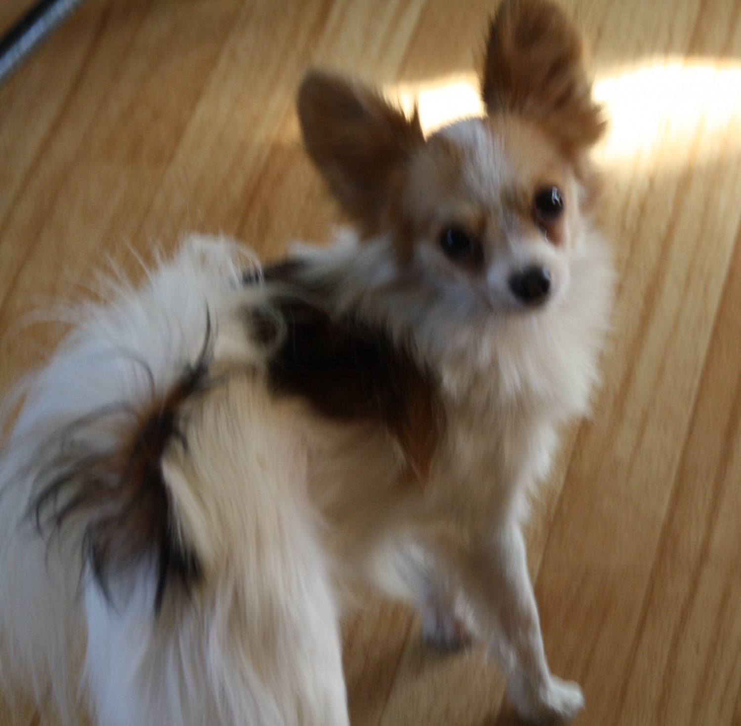 Papillon For Sale in United States (24) Petzlover