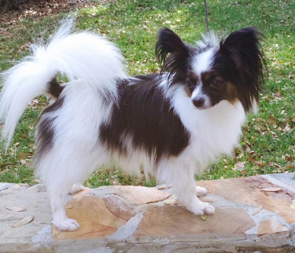 Papillon Puppies For Sale | Tampa, FL #77646 | Petzlover