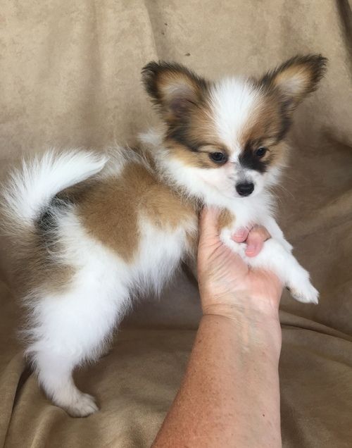Papillon Puppies For Sale | Tallahassee, FL #270576