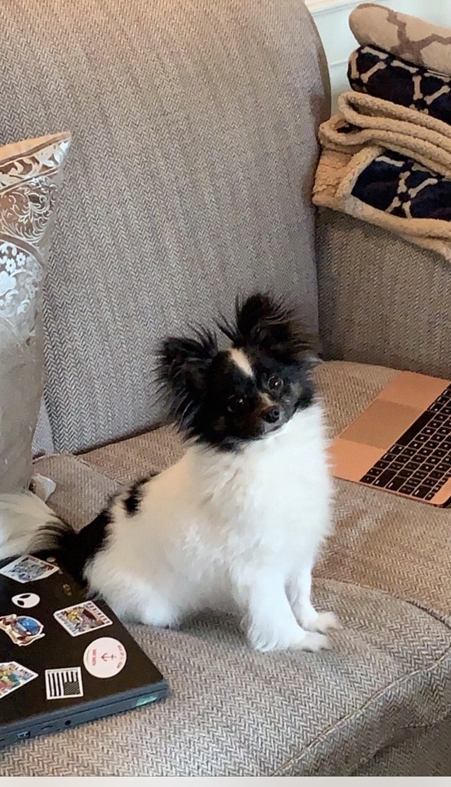 Papillon Puppies For Sale | West 71st Street, New York, NY #308527
