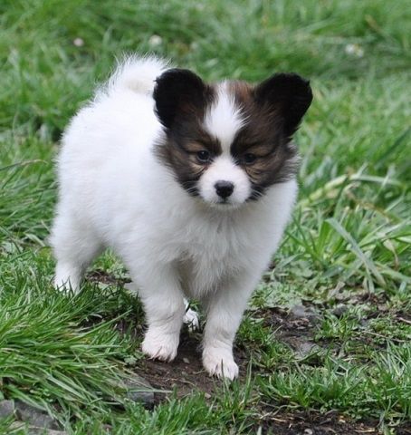 Papillon Puppies For Sale | New York, NY #320117 | Petzlover