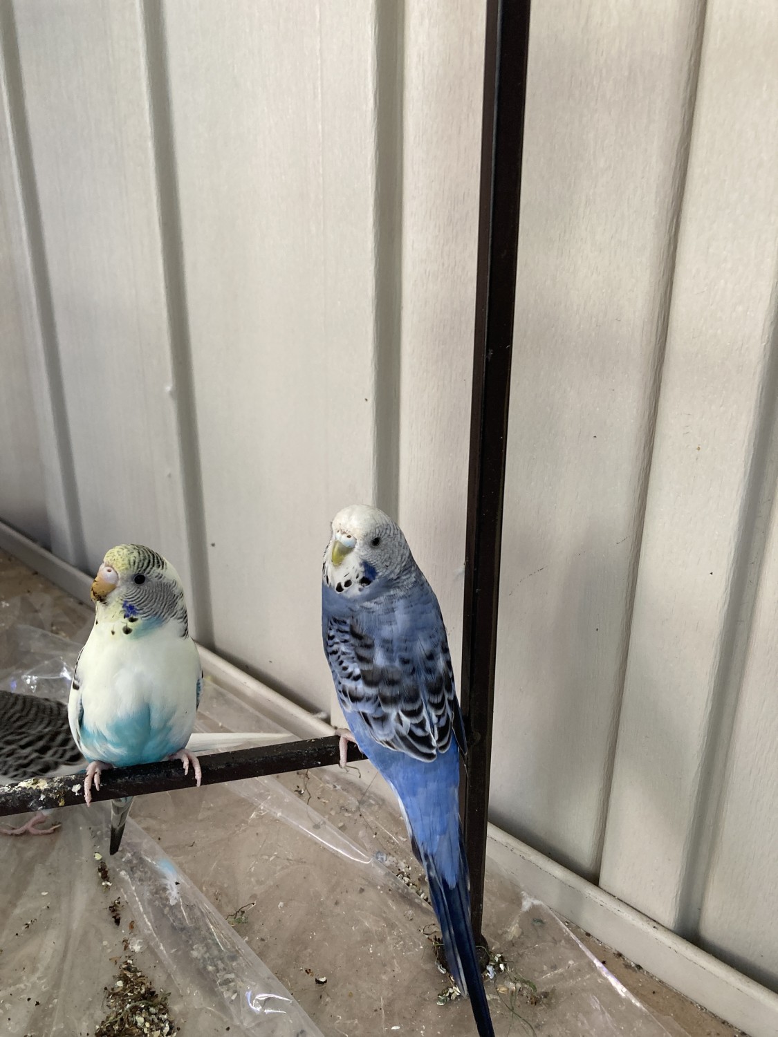 Parakeet Birds For Sale Ormond Beach, FL 414205