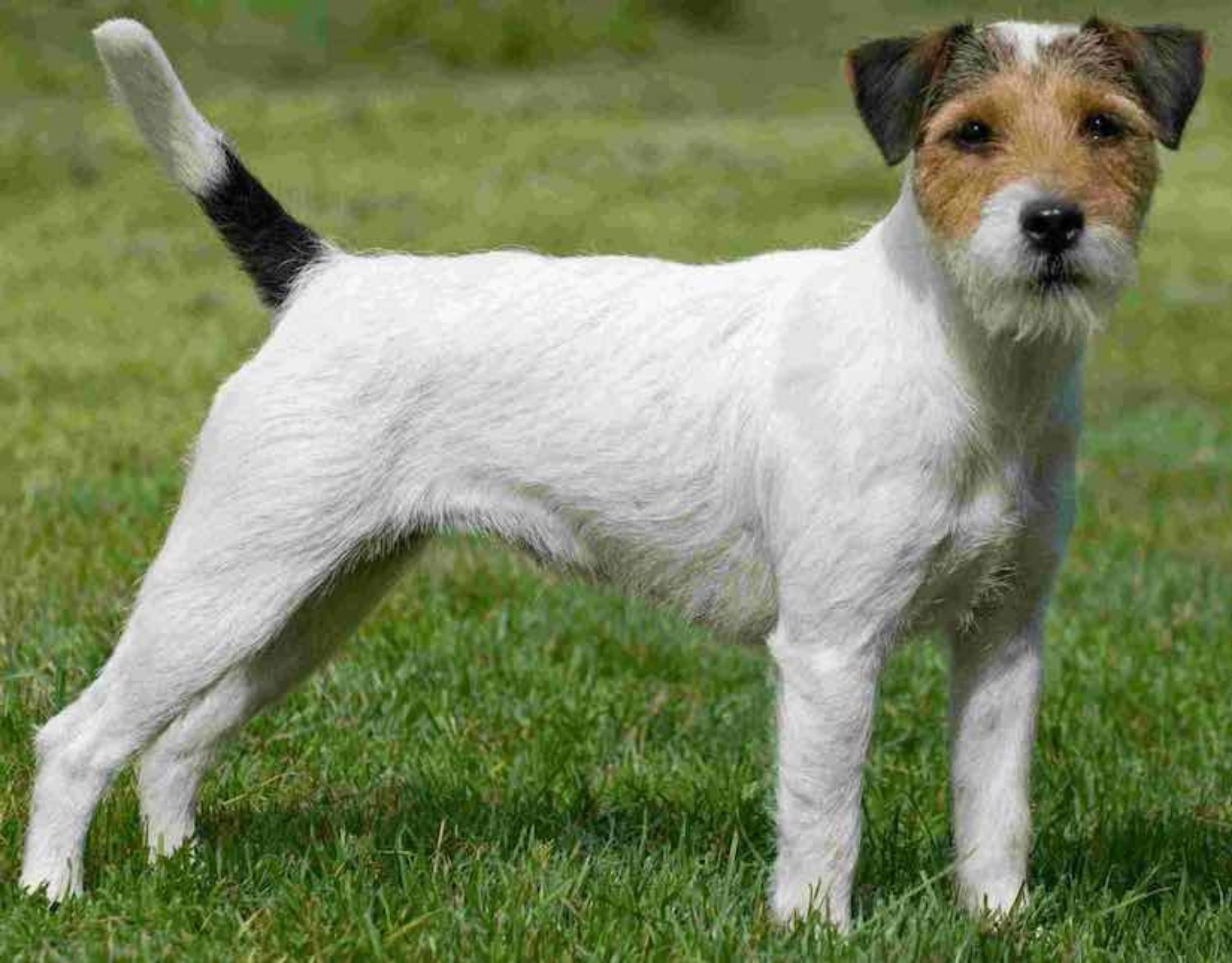 Parson Russell Terrier vs Fox Terrier (Smooth) - Breed Comparison