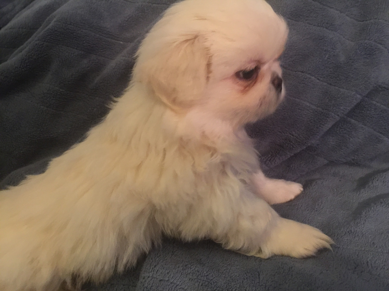 Pekingese Puppies For Sale Clover, SC 297328 Petzlover