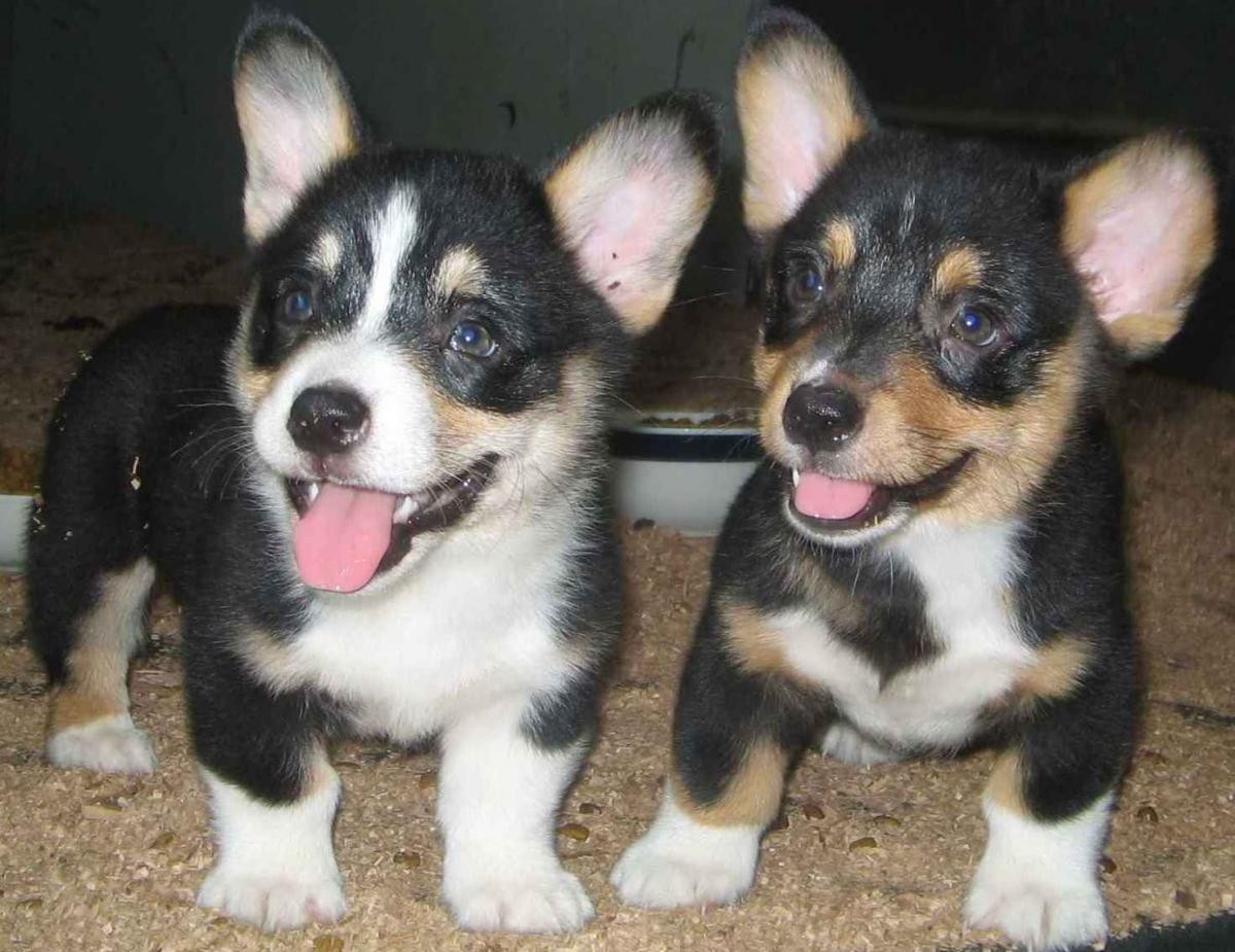 Pembroke Welsh Corgi Puppies For Sale Jefferson City Mo 113538