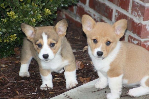 Pembroke Welsh Corgi Puppies For Sale Montgomery Al 141923
