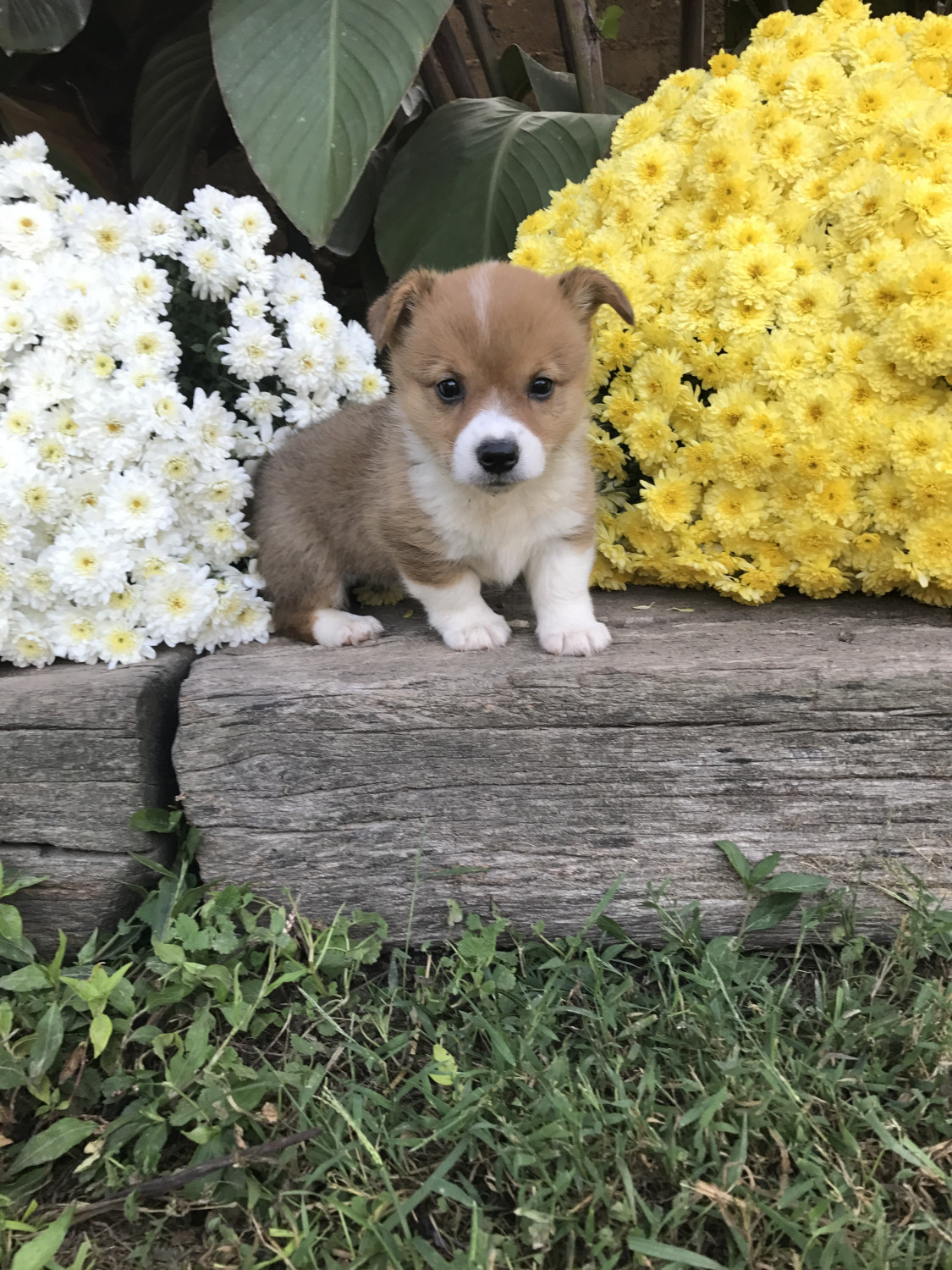 Pembroke Welsh Puppies For Sale Ava, MO 244522