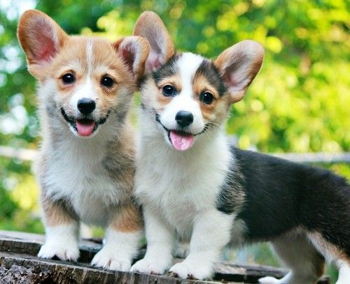 Pembroke Welsh Corgi Puppies For Sale | Ann Arbor, MI #261780