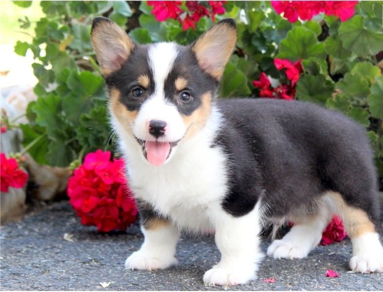 Pembroke Welsh Corgi Puppies For Sale St Louis Mo 263144