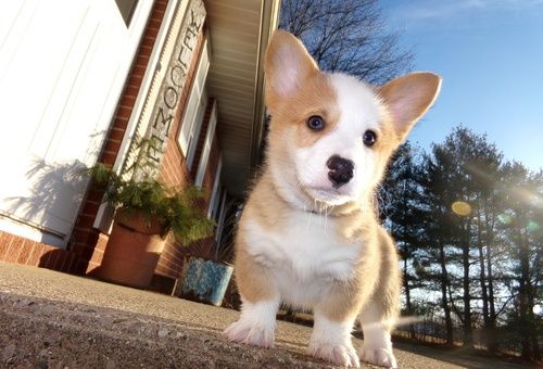 Pembroke Welsh Corgi Puppies For Sale Lafayette La 293918