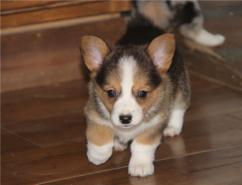 Pembroke Welsh Corgi Puppies For Sale Lafayette La 293918