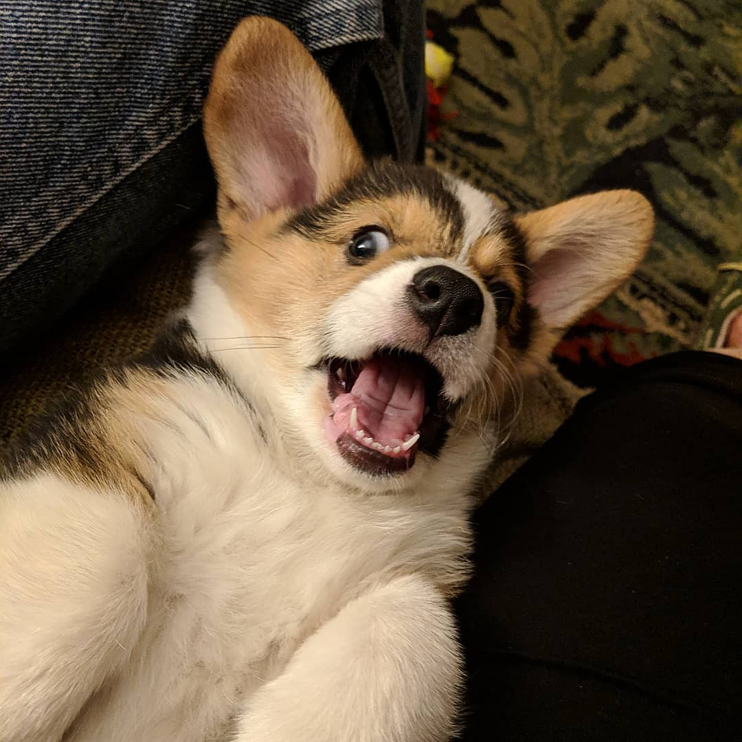 Corgi Puppies 450 Online