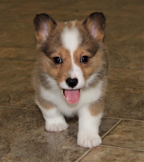 Pembroke Welsh Corgi Puppies For Sale Fargo Nd 295615