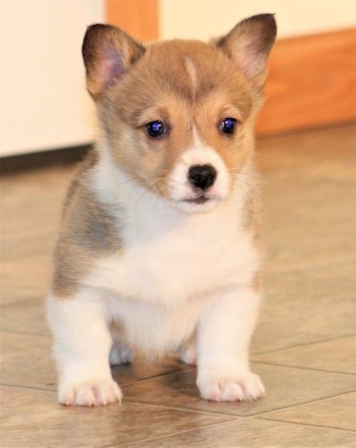 Pembroke Welsh Corgi Puppies For Sale Fargo Nd 295615