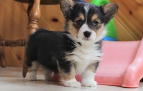 Pembroke Welsh Corgi Puppies For Sale Hays Ks 296209