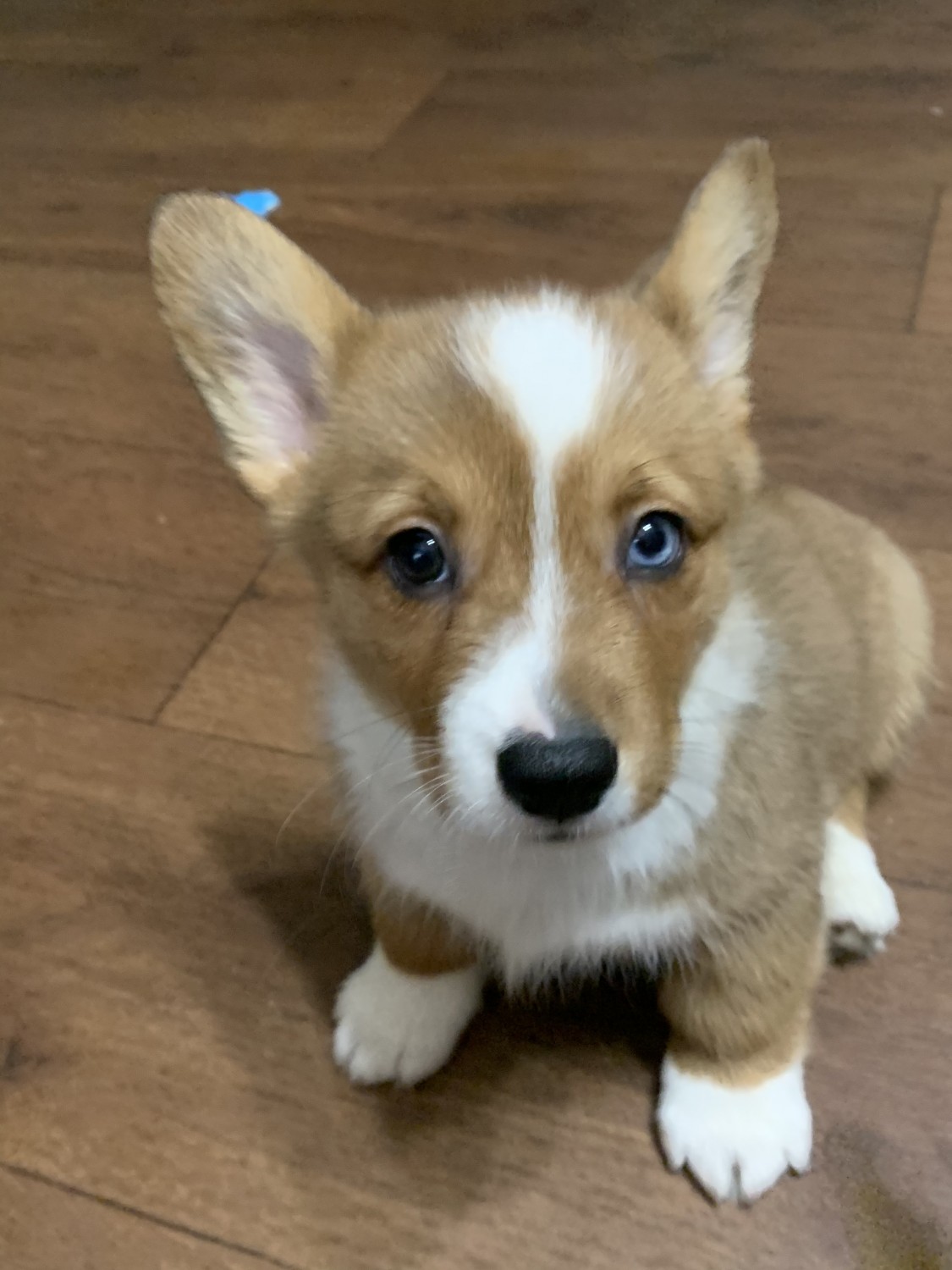Pembroke Welsh Corgi Puppies For Sale Jacksonville Fl 353226