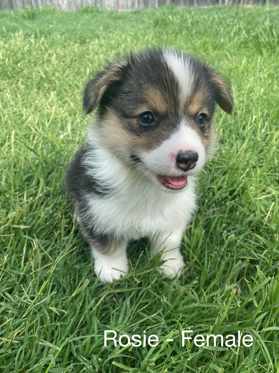 Pembroke Welsh Corgi Puppies For Sale Lewisville Tx 355009