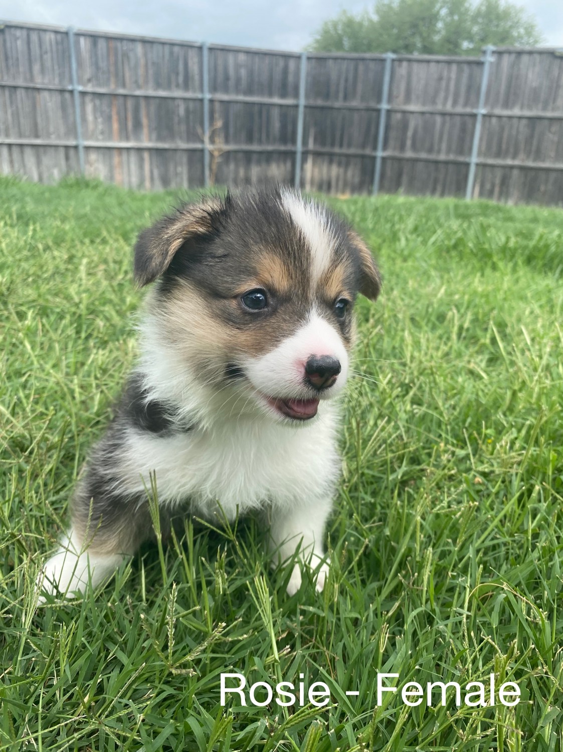 Pembroke Welsh Corgi Puppies For Sale Lewisville Tx 355009