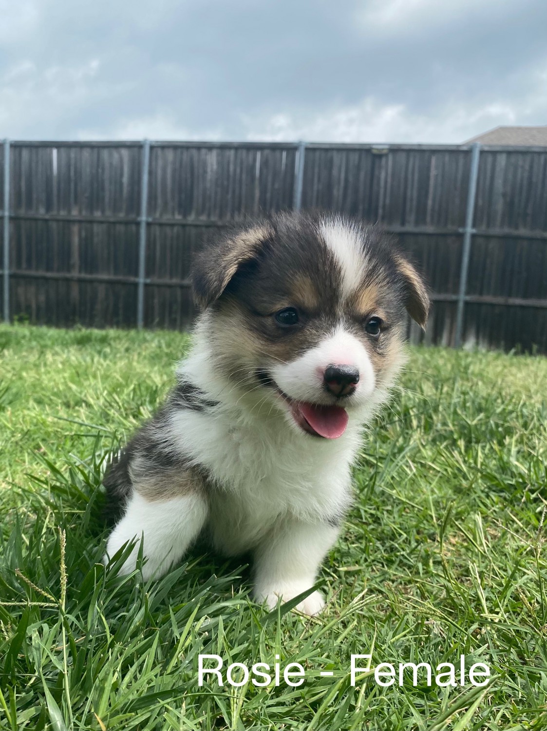Pembroke Welsh Corgi Puppies For Sale Lewisville Tx 355009