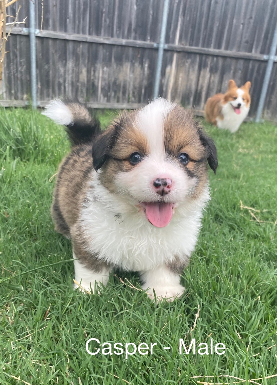 Pembroke Welsh Corgi Puppies For Sale Lewisville Tx 355009