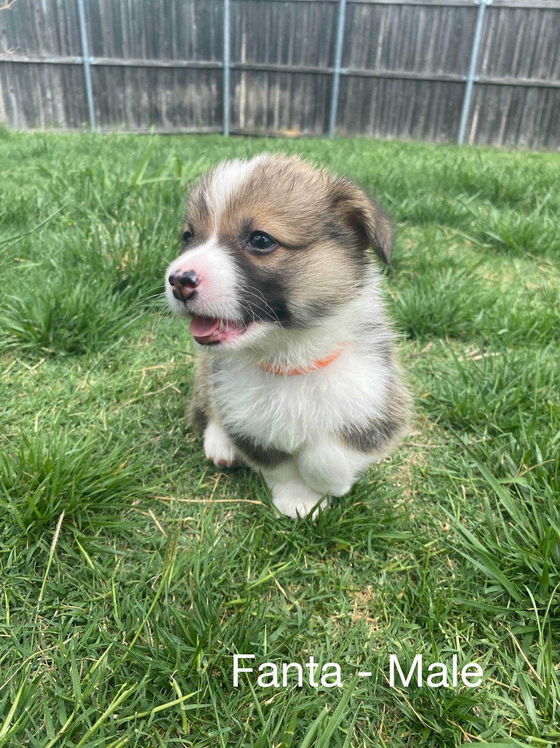 Pembroke Welsh Corgi Puppies For Sale Lewisville Tx 355009