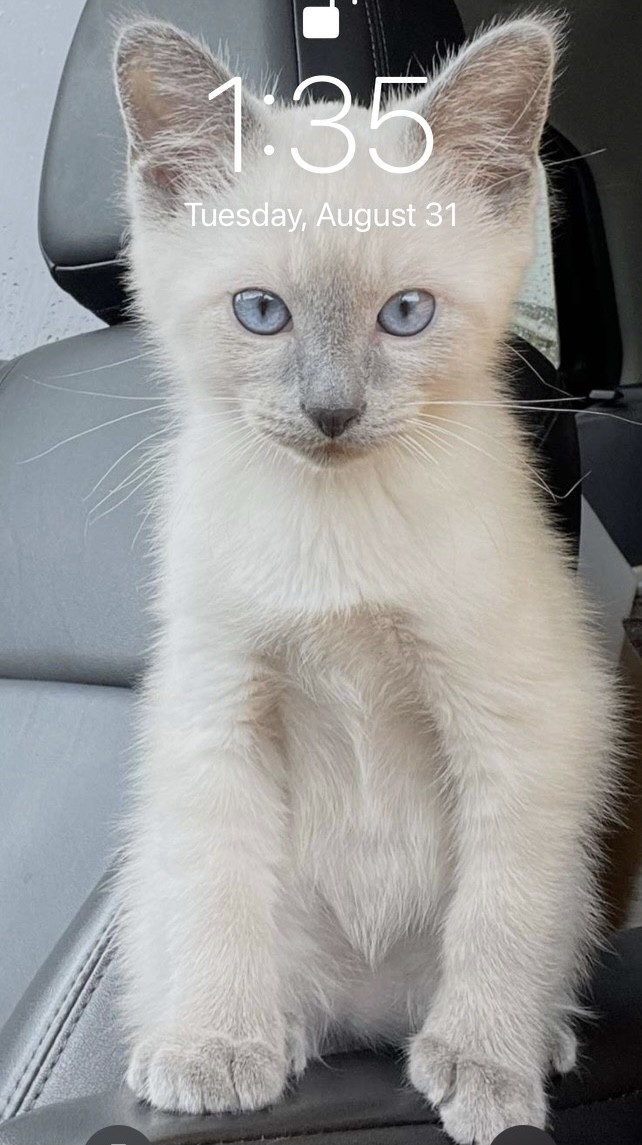 Persian Cats For Sale Joplin, MO 372747 Petzlover