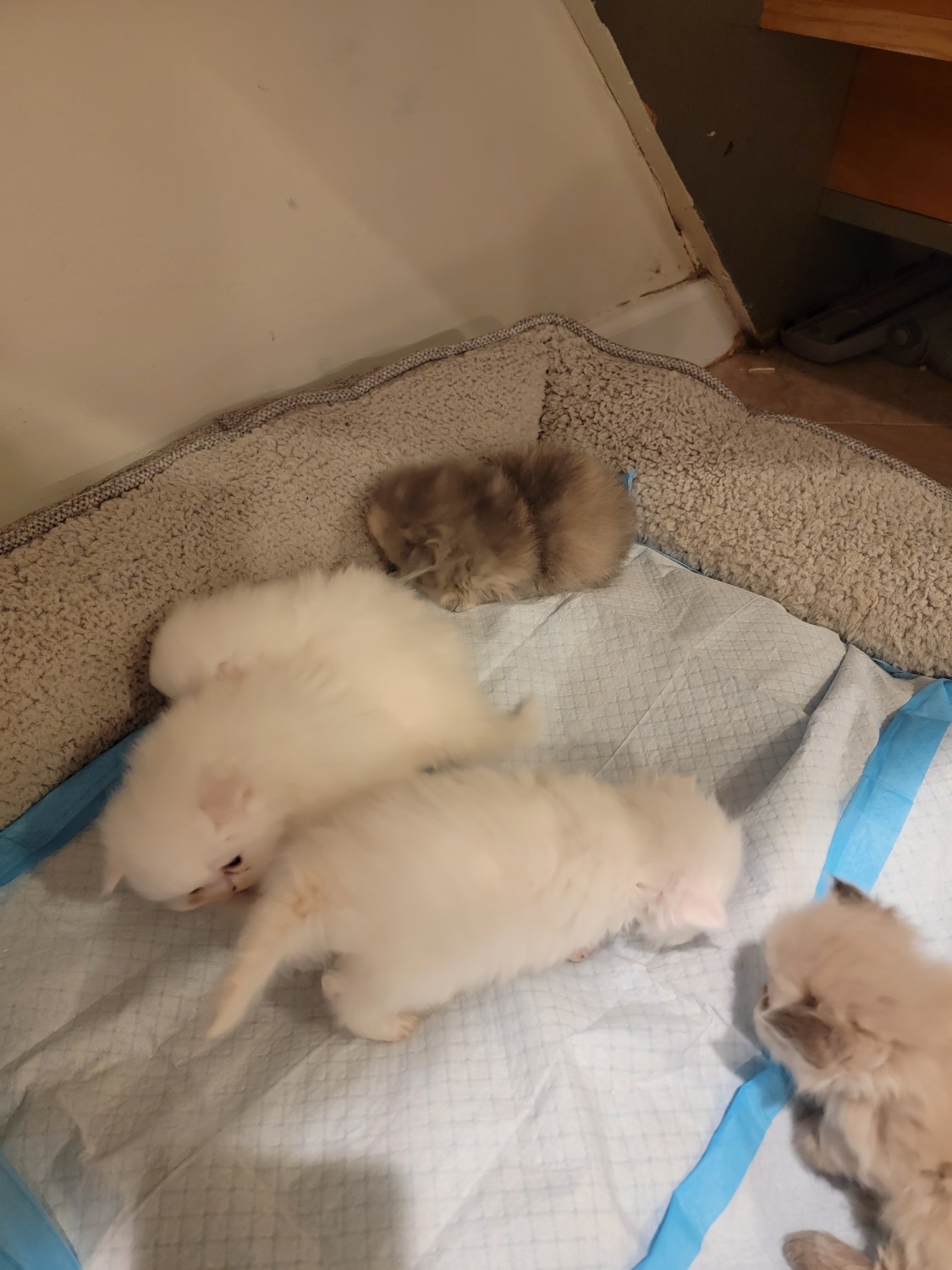 Persian Cats For Sale | Staten Island, NY #373998