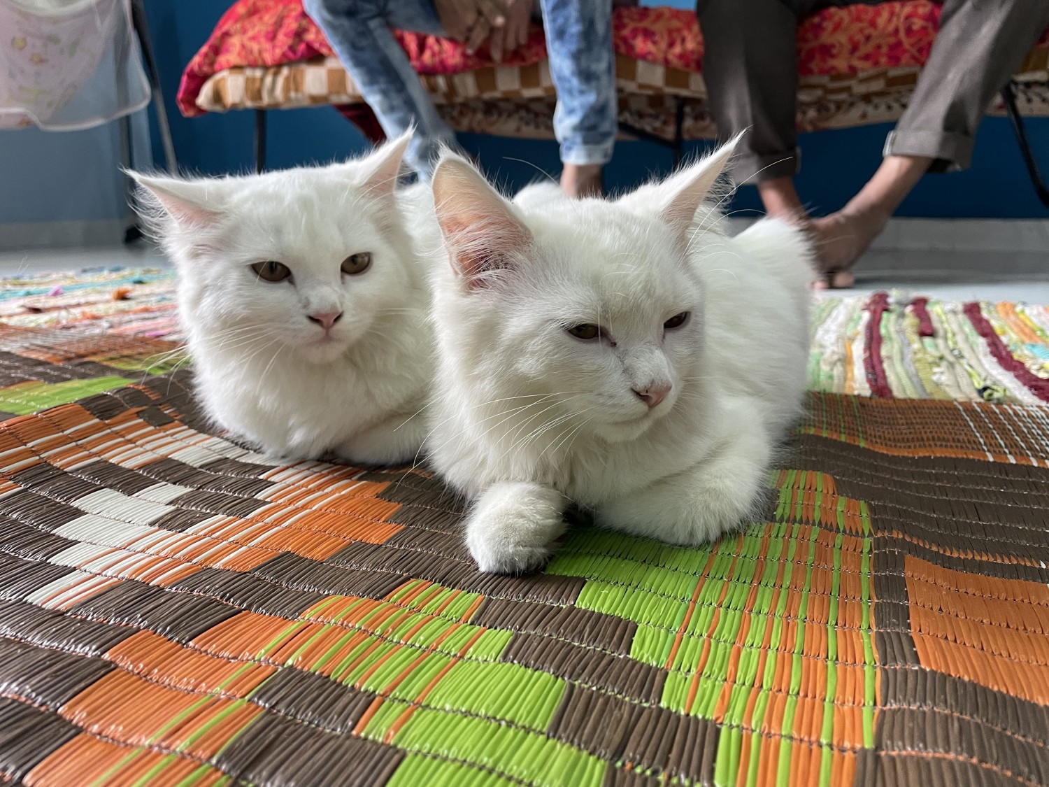 Persian Cats For Sale Surat, GJ 395039 Petzlover