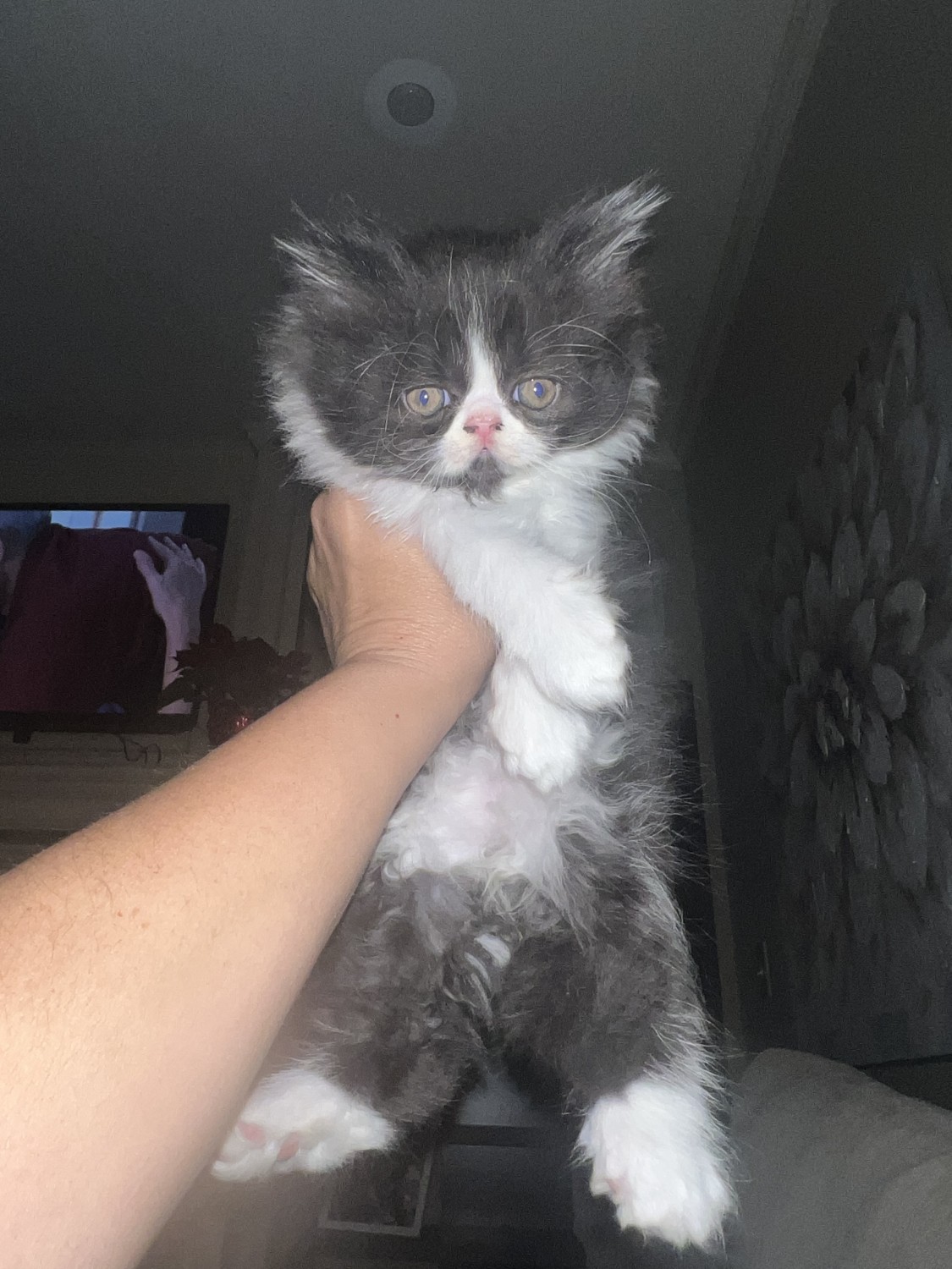 Persian Cats For Sale Kansas City, MO 489598 Petzlover