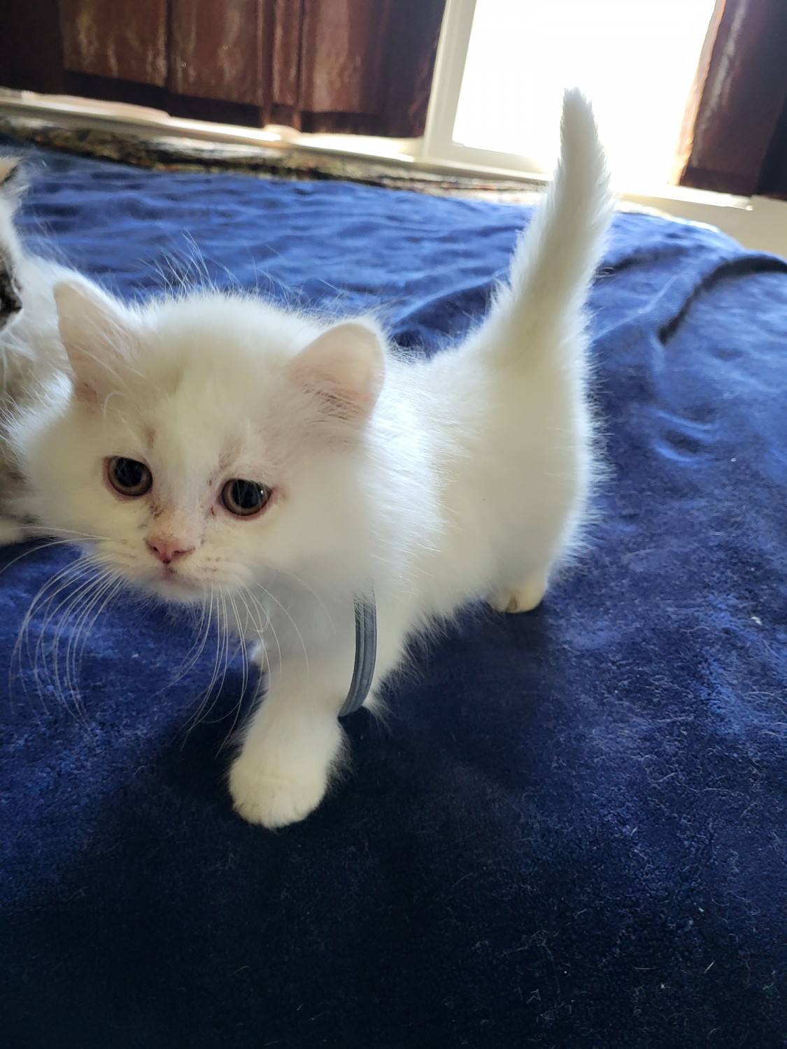 Persian Cats For Sale Dalzell, SC 534309 Petzlover