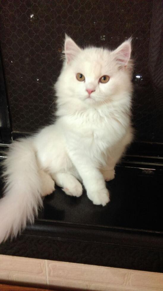 Persian Cat Kitten For Sale In Mumbai