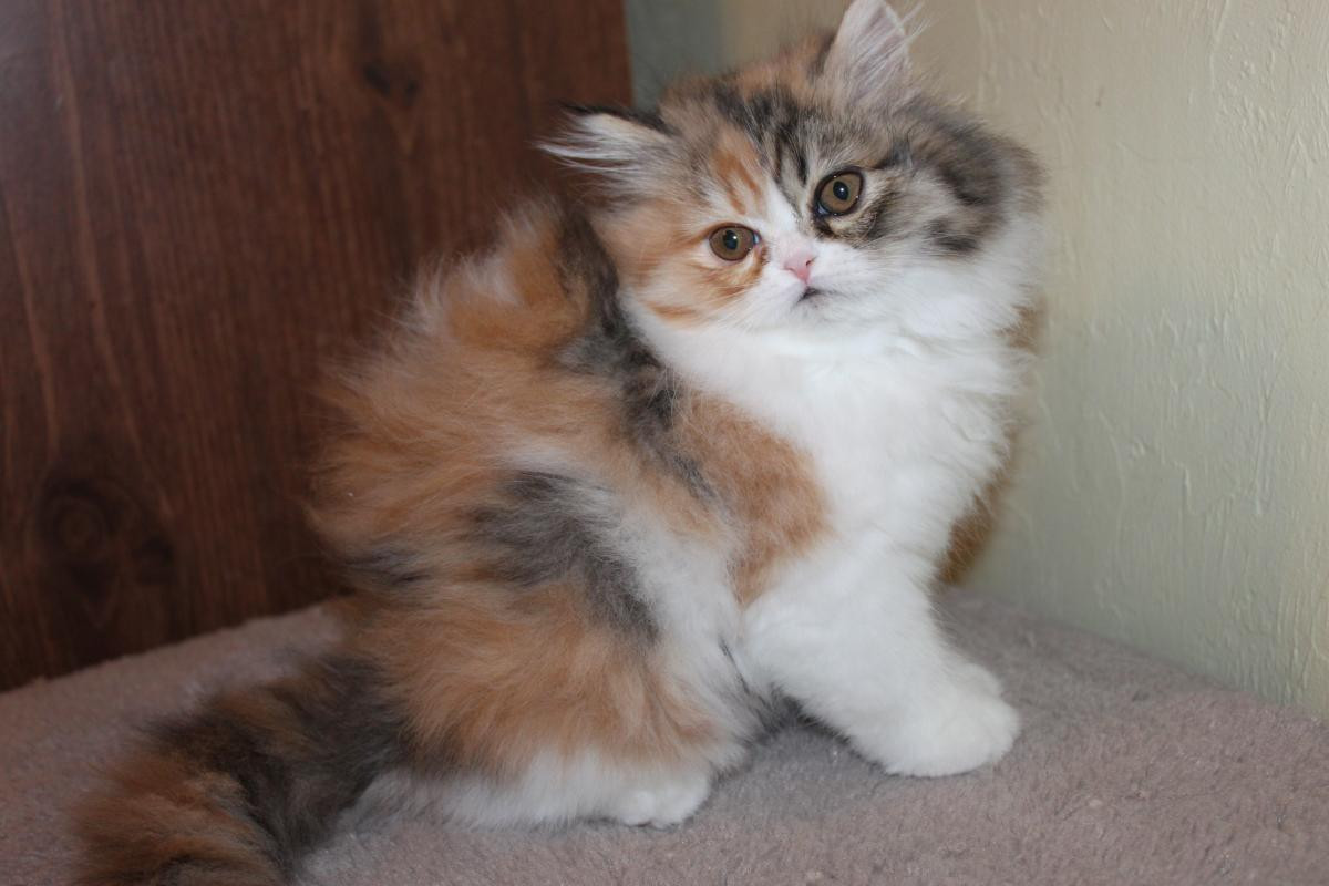 Persian Cats For Sale | East Earl, PA #319365 | Petzlover