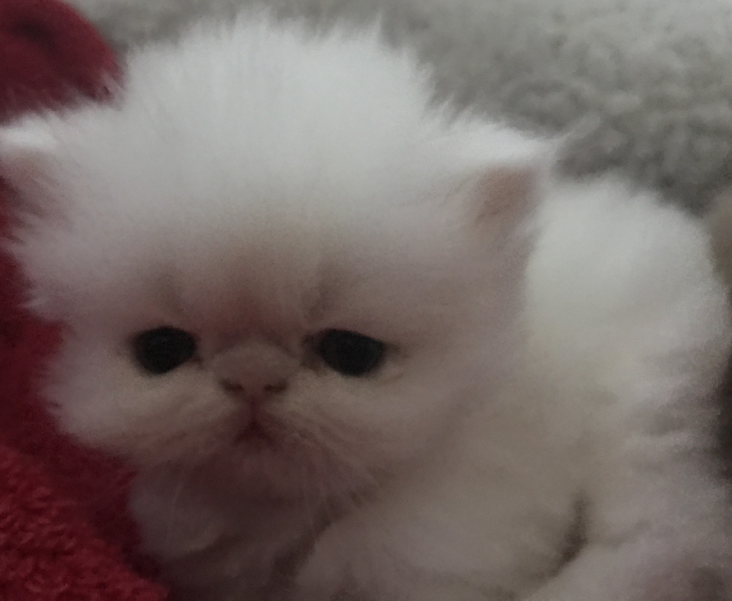 Persian Cats For Sale Fort Myers, FL 185252 Petzlover