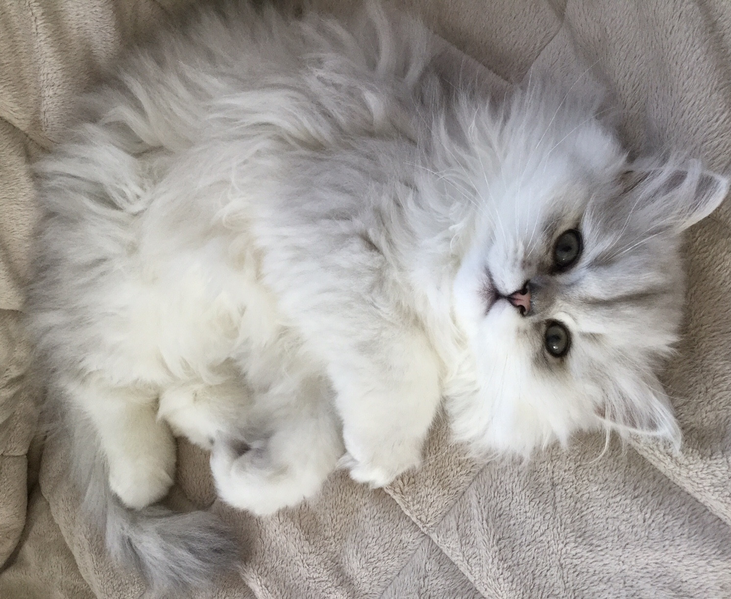 Persian Cats For Sale | Hershey, PA #218282 | Petzlover