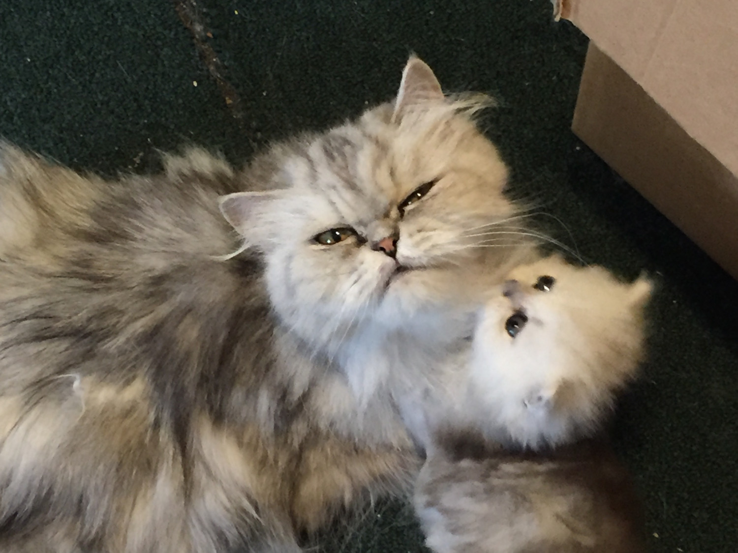 Persian Cats For Sale Marietta, GA 229162 Petzlover
