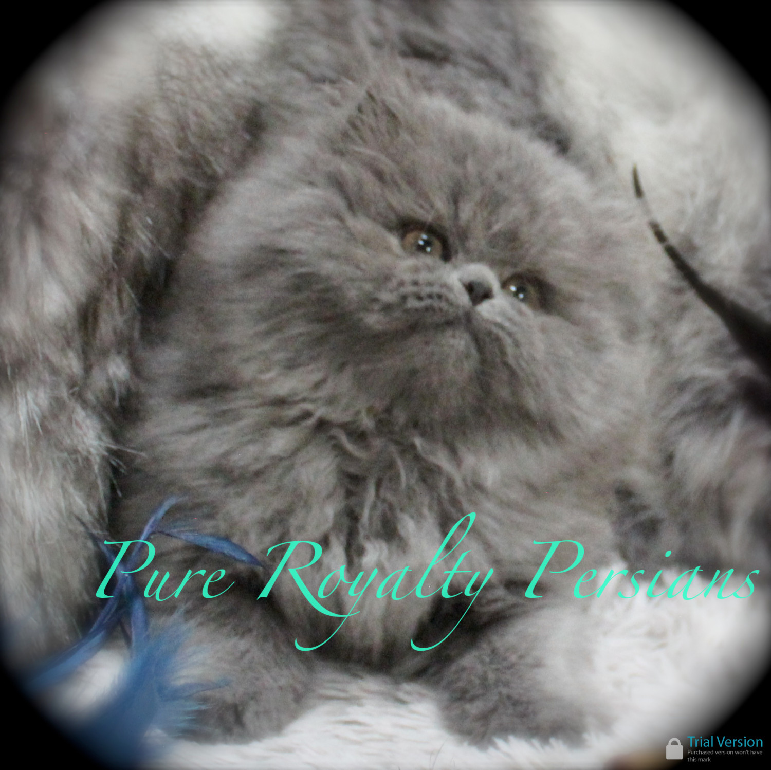 "Persian" Cats For Sale Cleveland, OH 238357 Petzlover