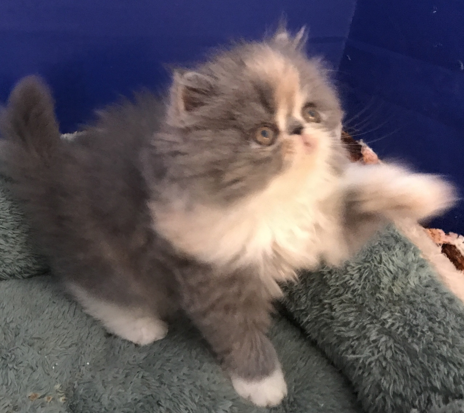 Persian Cats For Sale Naples, FL 243908 Petzlover
