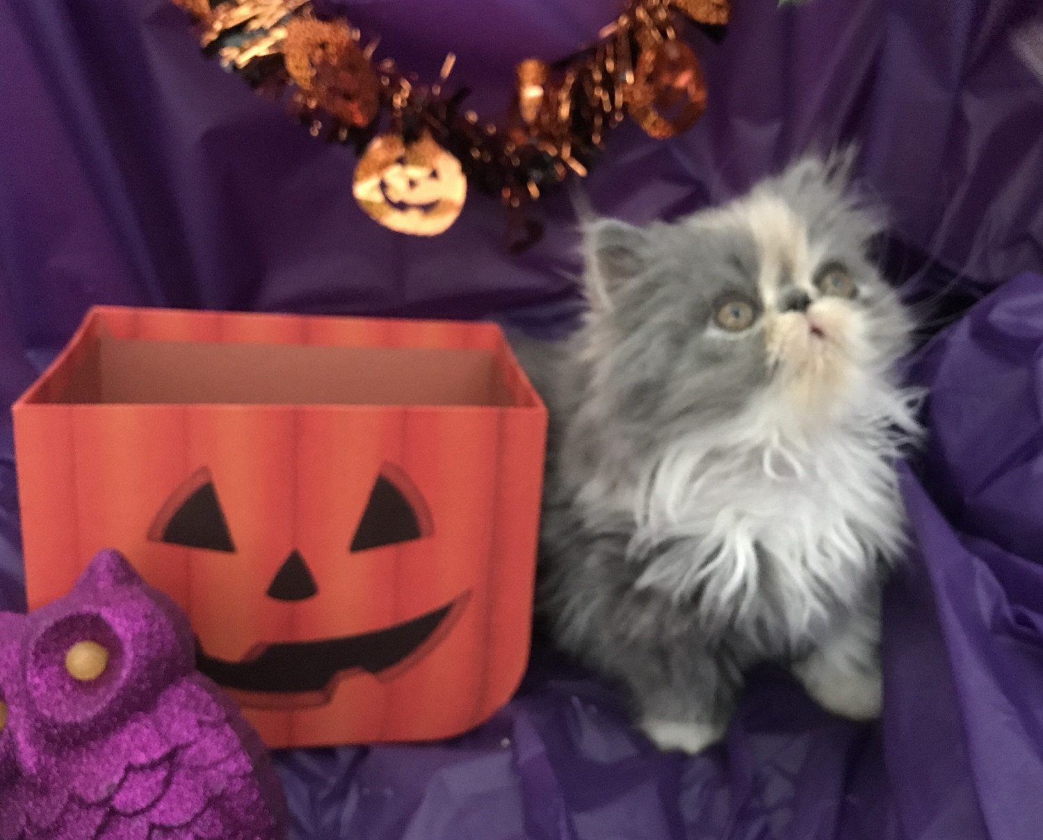 Persian Cats For Sale Naples, FL 243908 Petzlover