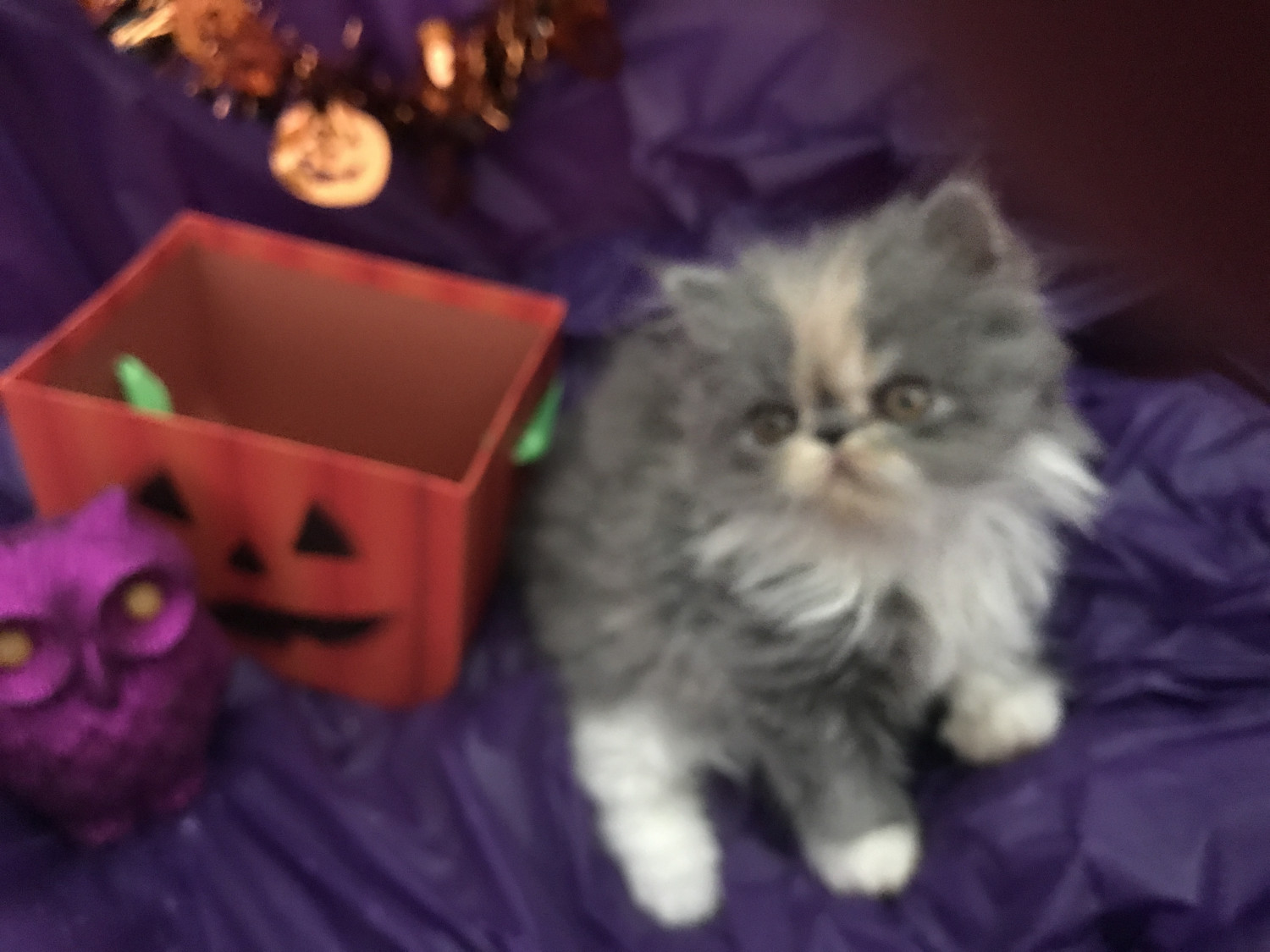 Persian Cats For Sale Naples, FL 243908 Petzlover