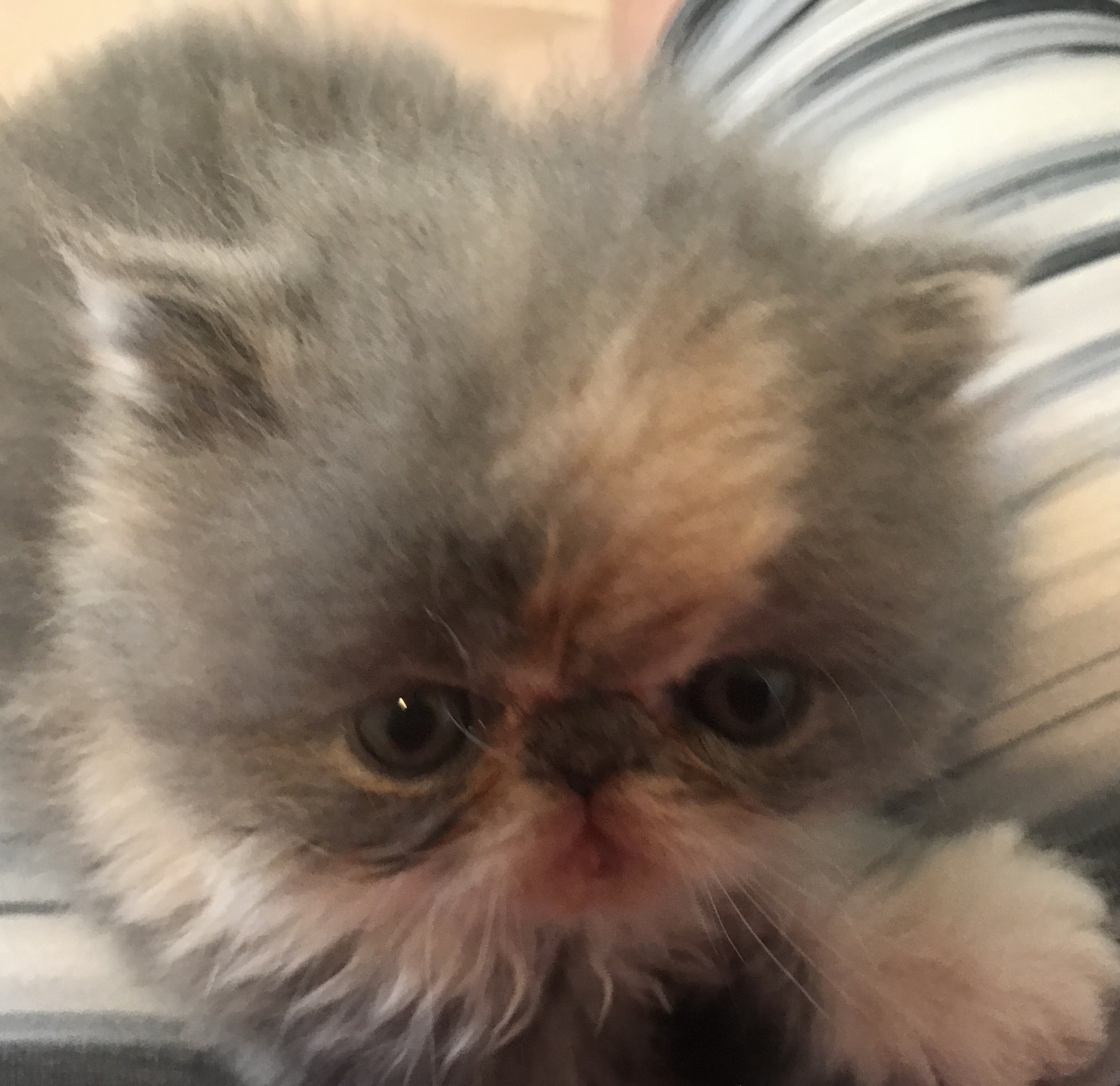 Persian Cats For Sale Naples, FL 243908 Petzlover