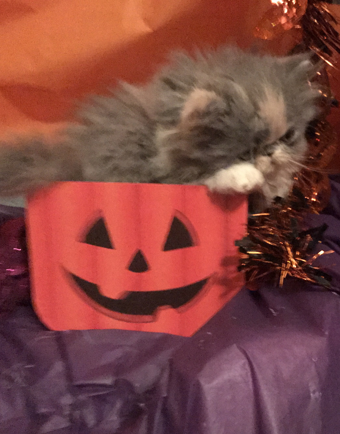 Persian Cats For Sale Naples, FL 243908 Petzlover